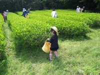 茶摘み（春）